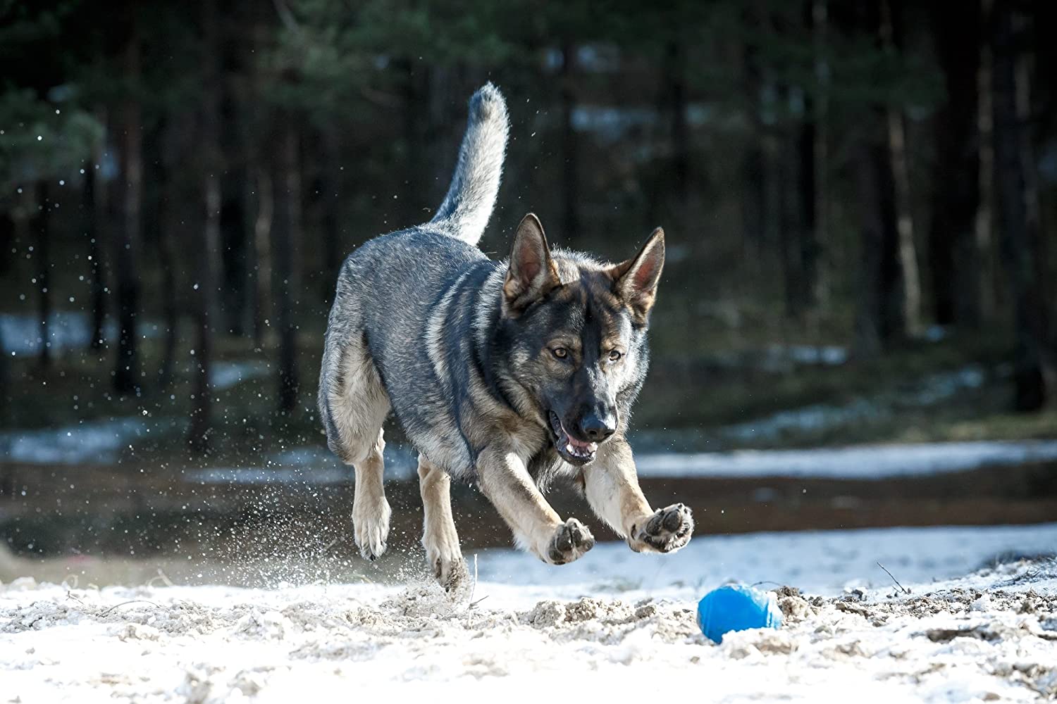  PlayfulSpirit Pelota de Rugby de Recompensas para Cachorros y Perros: Dispensador de Comida, Increíble Destructor del Aburrimiento de Mascota y Divertido Juguete de Entrenamiento Básico para Cachorros 