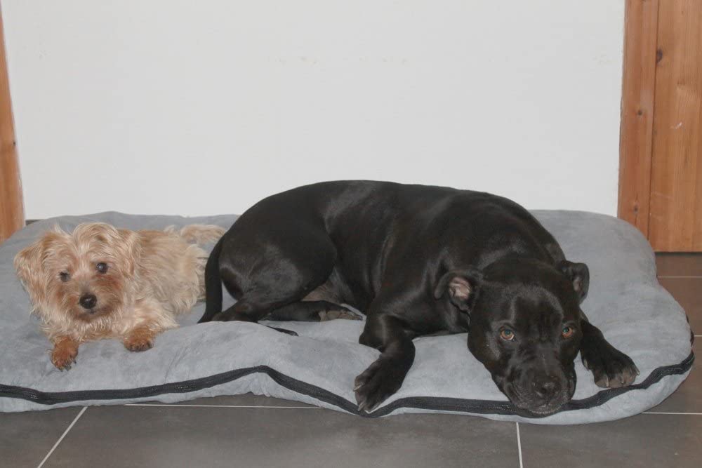  SAUERLAND Cama para Perros/colchoneta para Perros XXL, 120x80 cm, Gris, colchón de Perro 