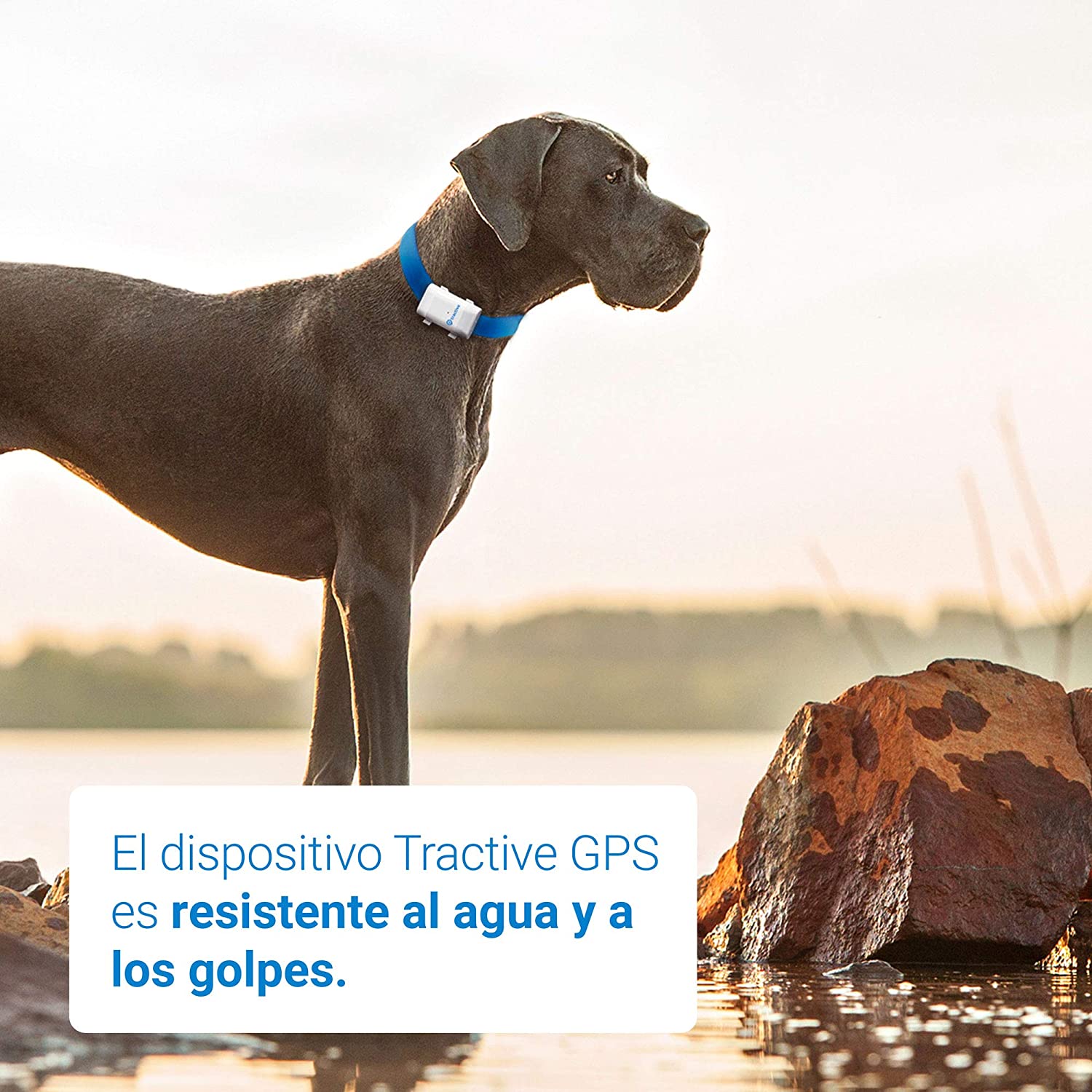  Tractive Localizador GPS XL para perros - batería dura hasta 6 semanas, rango ilimitado 