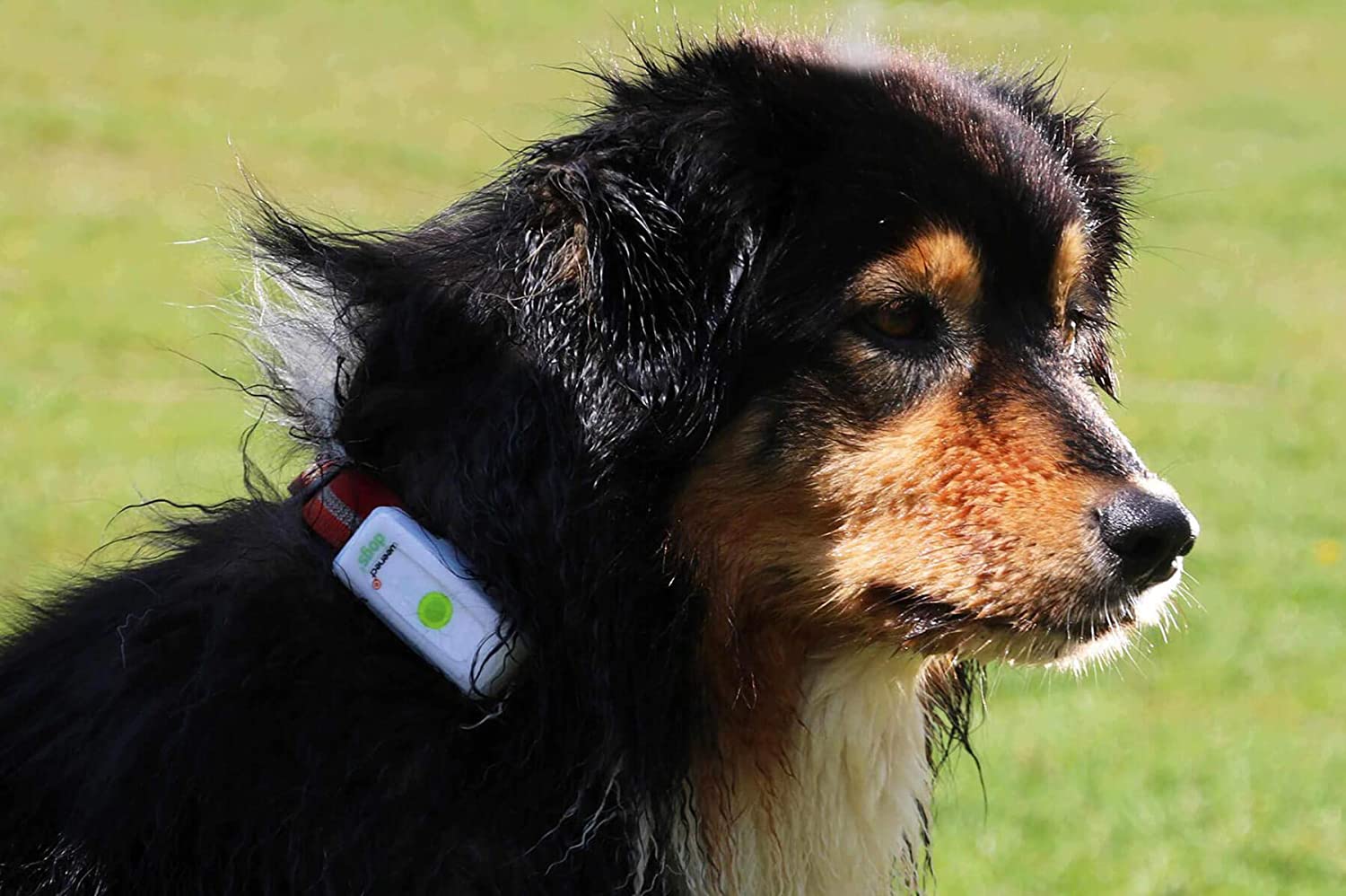  Weenect Dogs 2 - El collar GPS para perros más pequeño del mundo 
