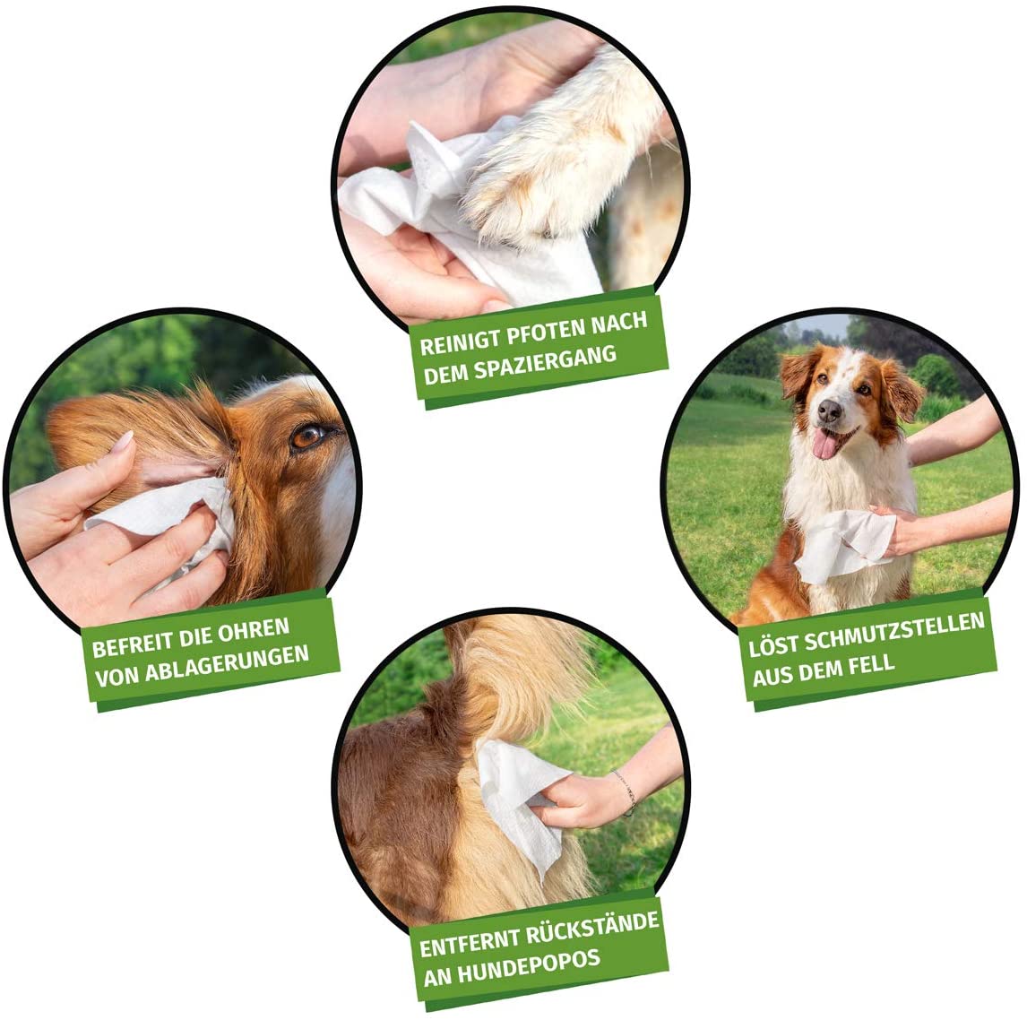  AniForte Toallitas de aseo AniForte para perros 100 piezas - toallitas de limpieza con un sello de frescura extra, hipoalergénico, particularmente suave, suave, resistente a la rotura, biodegradable 