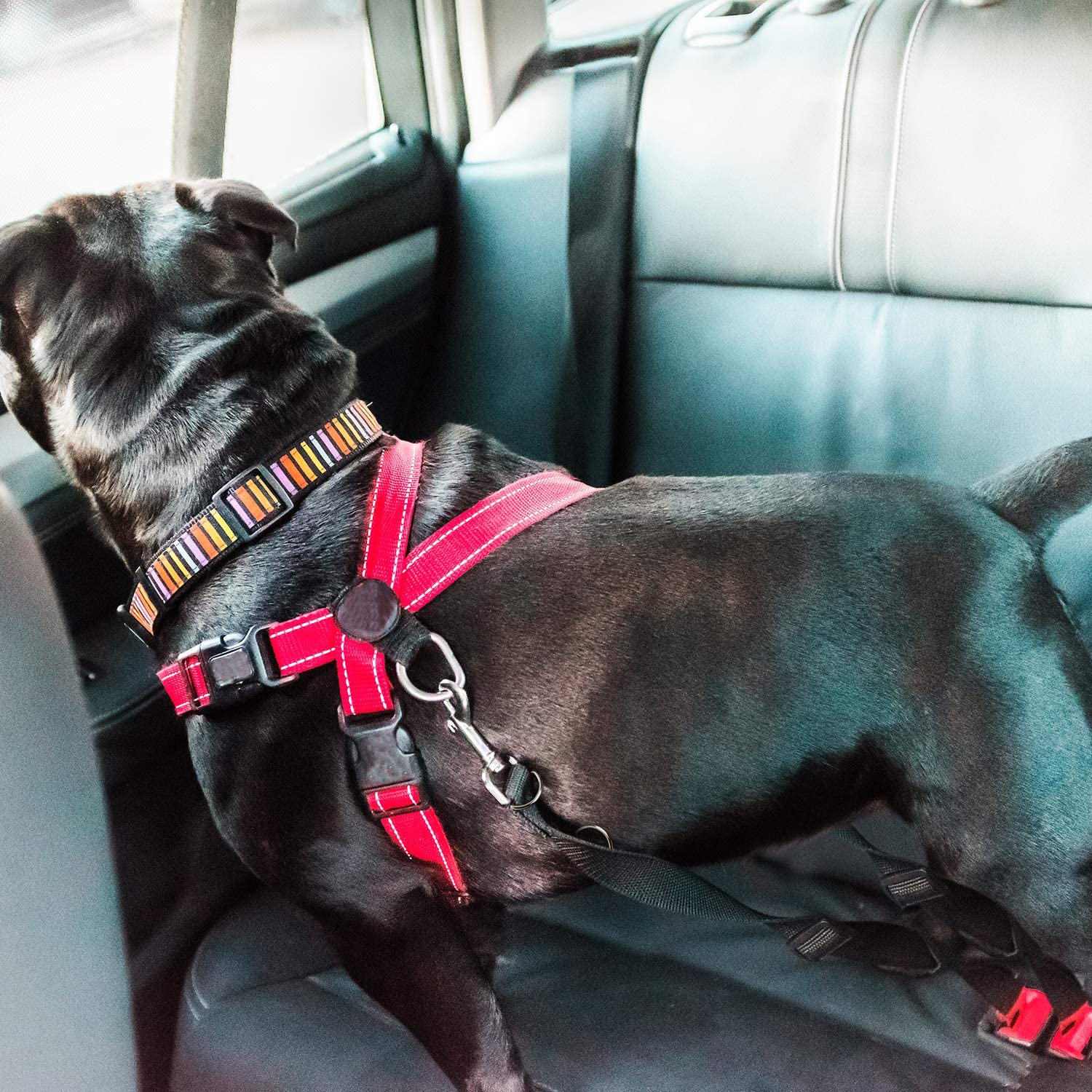  Cinturón de seguridad para perros + correa doble gancho ajustable | Enganche de una o dos mascotas para viaje en coche con doble anclaje | Dispensador de bolsas orgánicas gratis con tu compra 