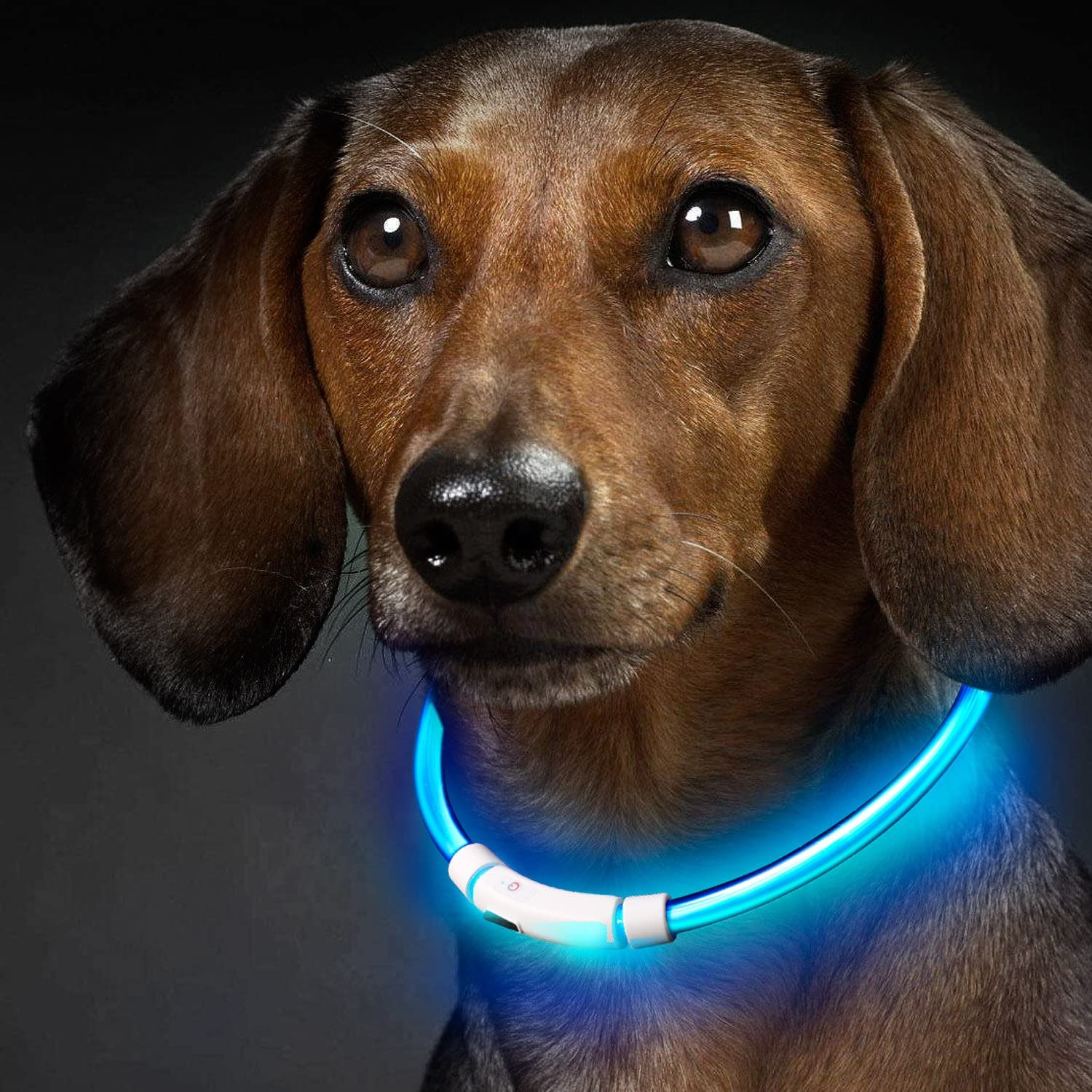  Collar para Perros, Collar de Seguridad para Perros, Rymall collar adiestramiento USB ajustable recargable impermeable LED parpadea luz Collar del animal doméstico, azul 