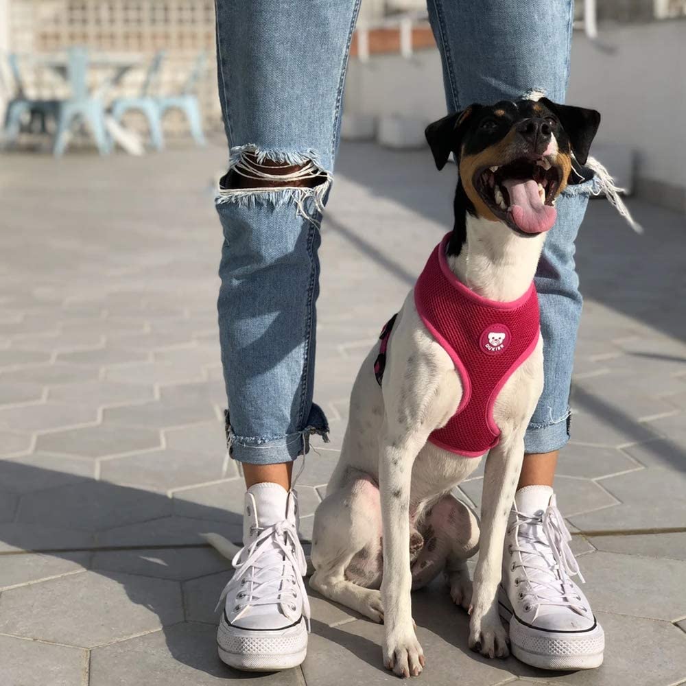  Dukier - Arnés básico para Perro con Malla Transpirable, cómodo y Ajustable 