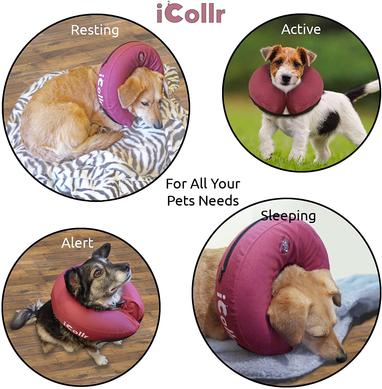  iCollr - El Collar Inflable - Collar Protector para Perros y Gatos en la Recuperación Postoperatoria 