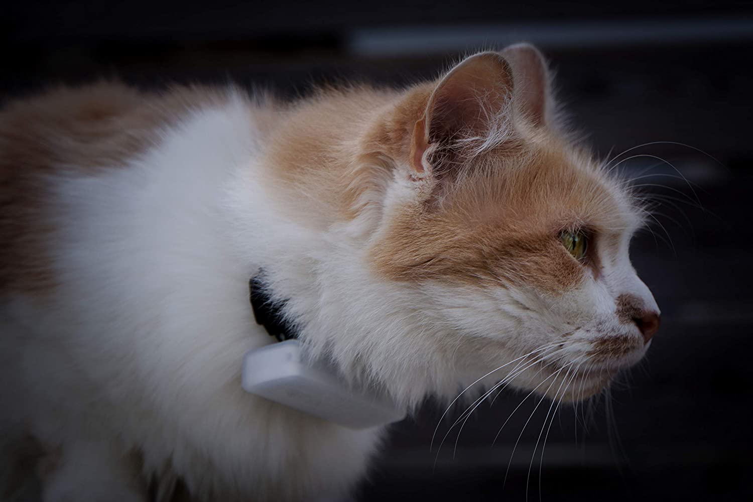  Weenect Cats 2 - El collar GPS para gatos más pequeño del mundo 