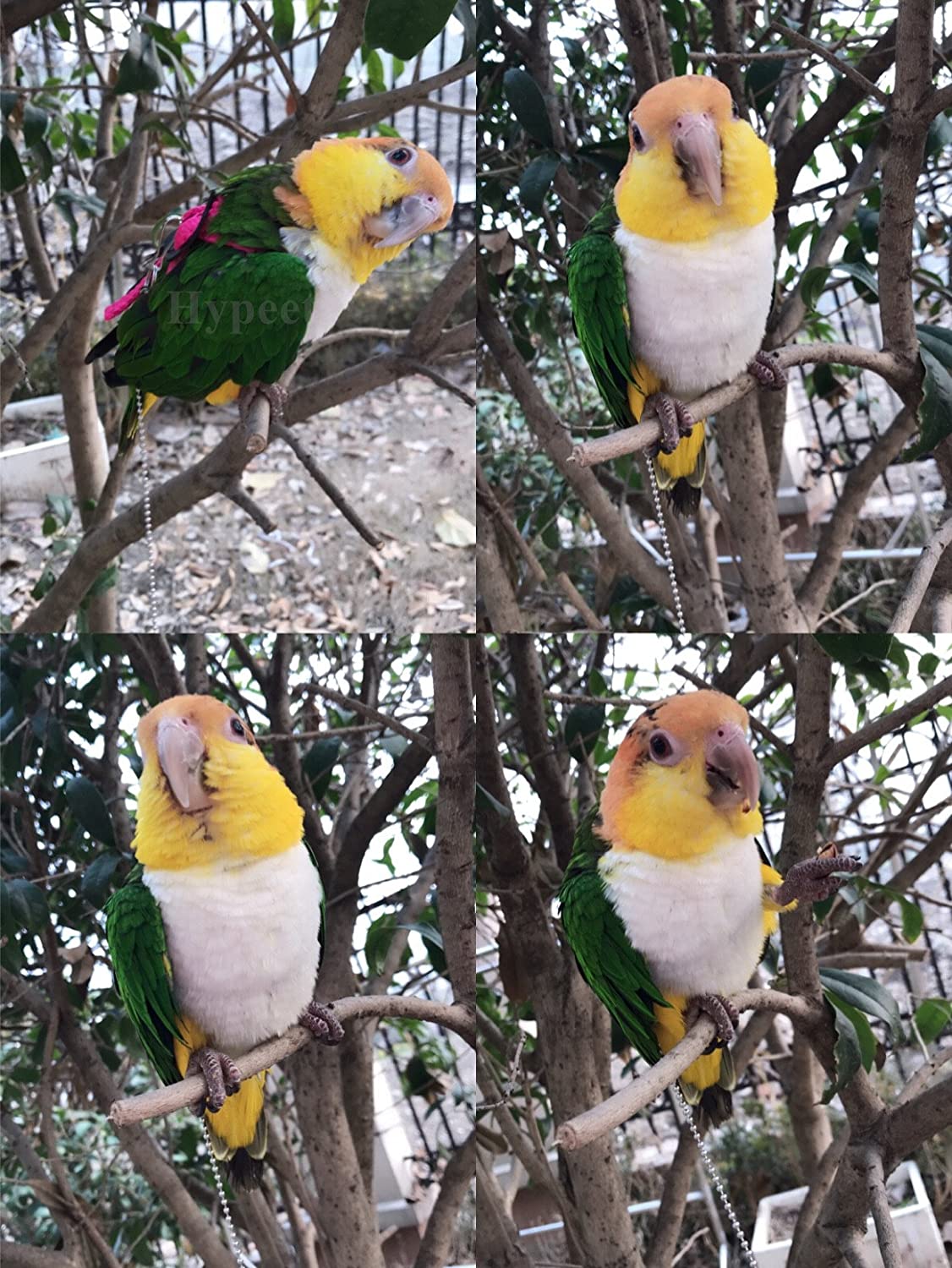  Arnés y correa ajustable Beauty Parrot antipicotazos para loro gris africano, cacatúa, guacamayo, paloma torcaz, cotorra 