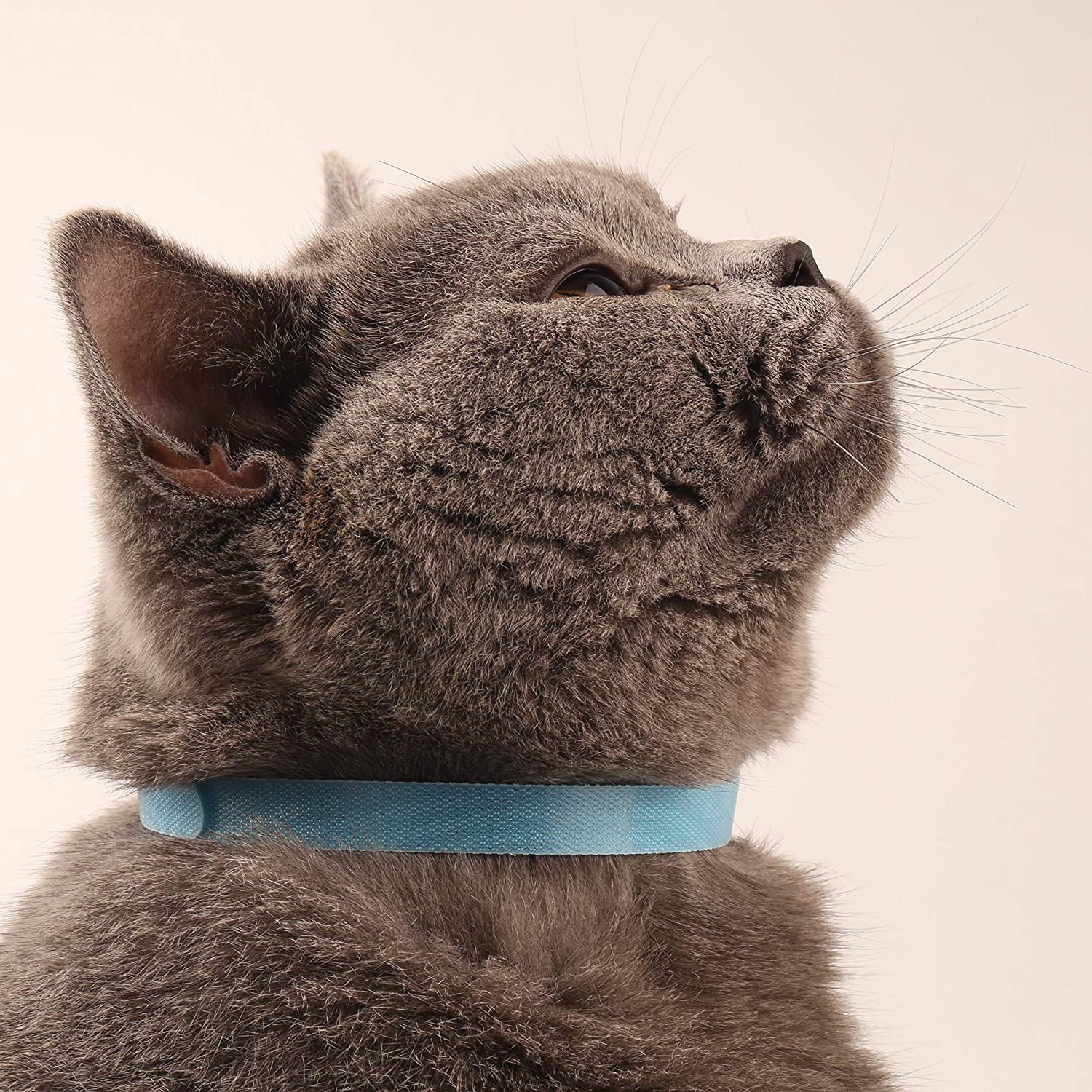  axuanyasi Collares Cachorro – Collares de Identificación para Cachorro Gatito ID Bandas Ajustables 12 Piezas 12 Colores 