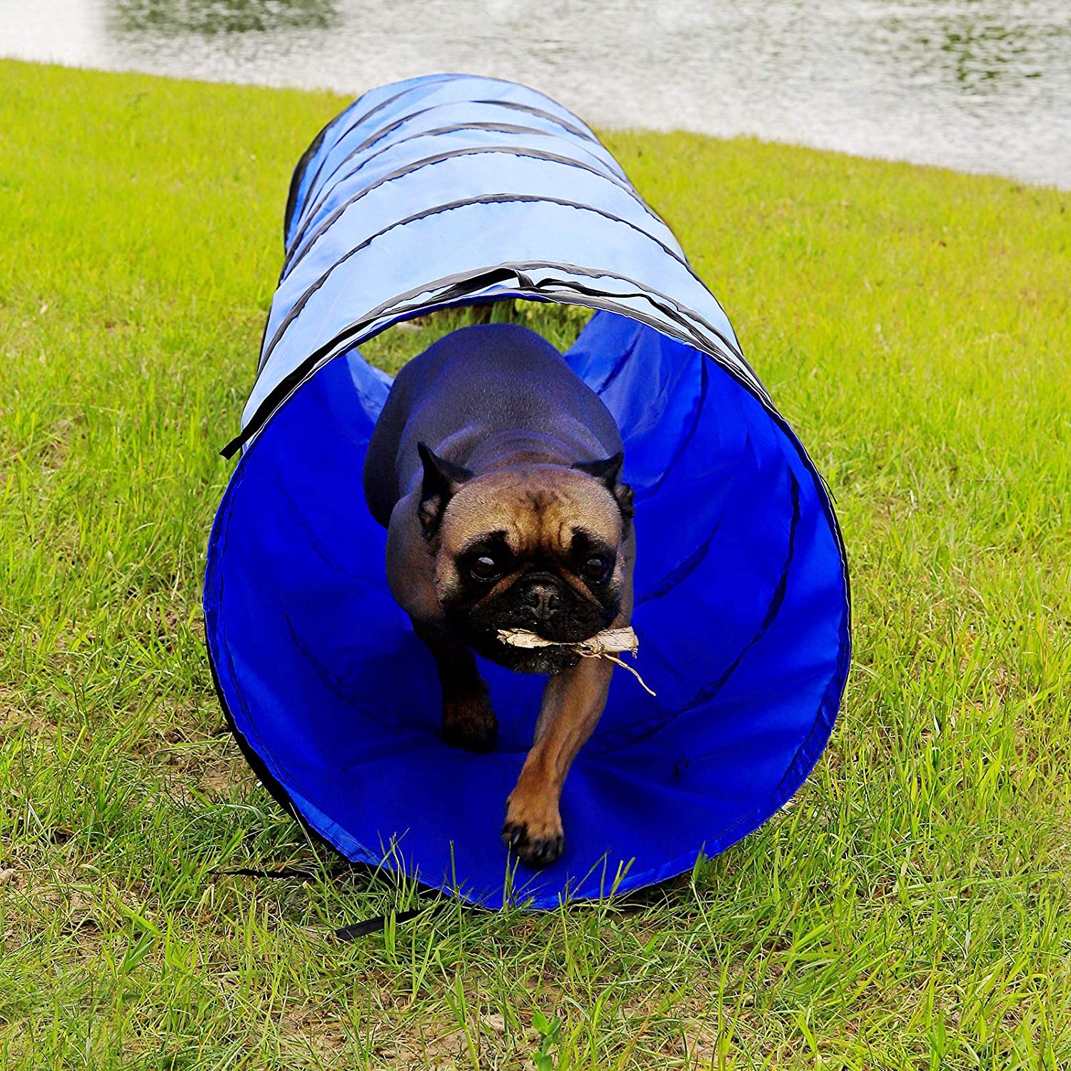  Dibea Perros, túnel de Agilidad para Mascotas, 200 x 40 cm (S), Color Azul 