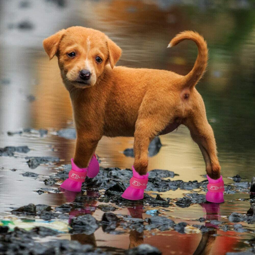  Ducomi Zampette - Zapatillas Impermeables para Perros - Cómodas y Fáciles de Poner - Protegen Las Patas de tu Mascota - Reducen el Riesgo de Infecciones en Caso de Heridas (S, Azul) 