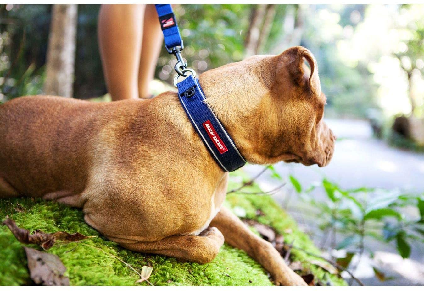  EzyDog Neo Classic - Collar para perro de neopreno, acolchado, para perros grandes, medianos, medianos y pequeños, reflectores para una perfecta visibilidad 