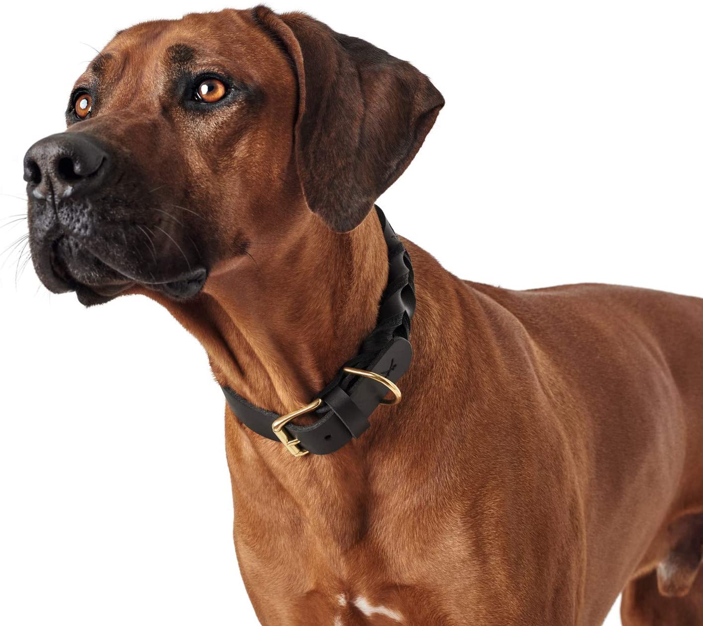  HUNTER 66846 Sansibar Solid - Collar para Perros (Cuero, Trenzado, Robusto, Elegante, 45), Color Negro 