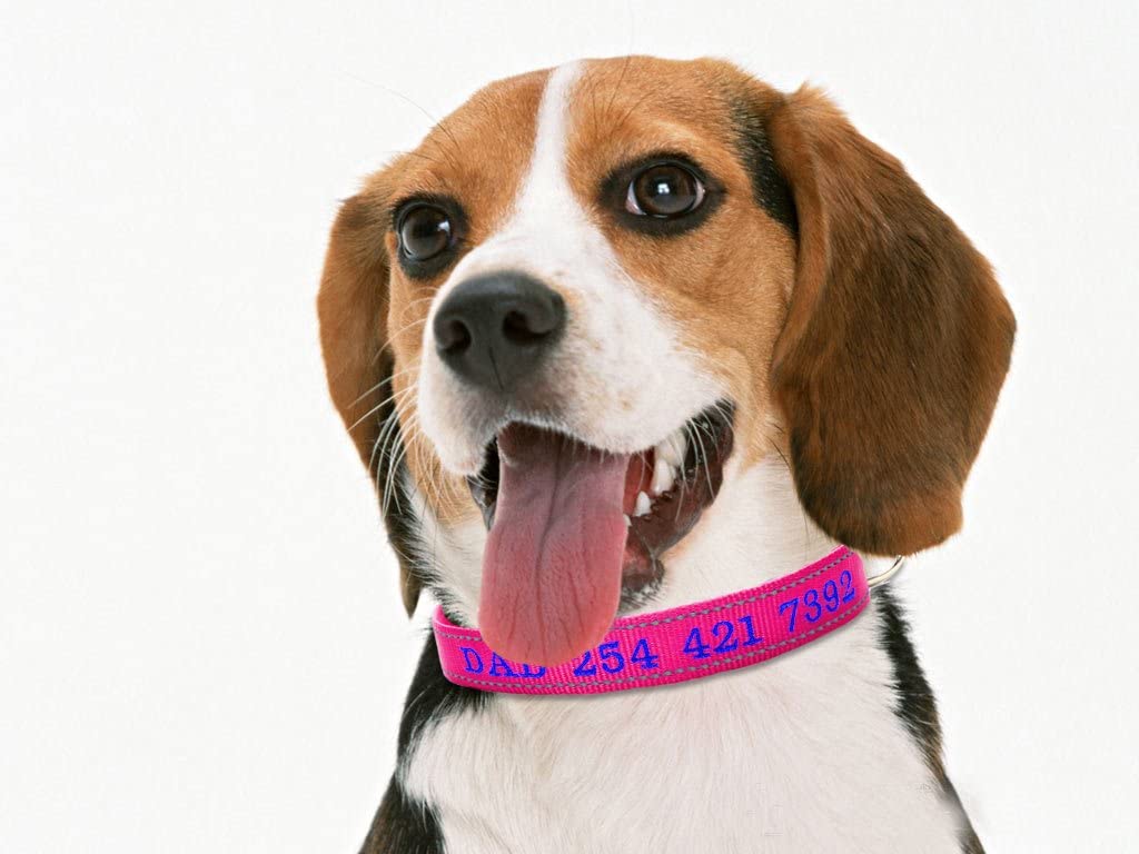  Moonpet Collar de Perro Personalizado - Collar de Perro con Nombre de Perro y número de teléfono-Reflexivo Ajustable Adecuado para Perros machos y Hembras pequeños, medianos y Grandes 