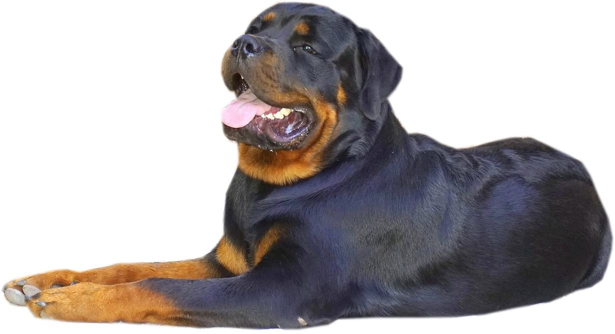  Nuevo – Rottweiler perro Collar – XXL – buena parte superior calidad de larga duración – XXL 