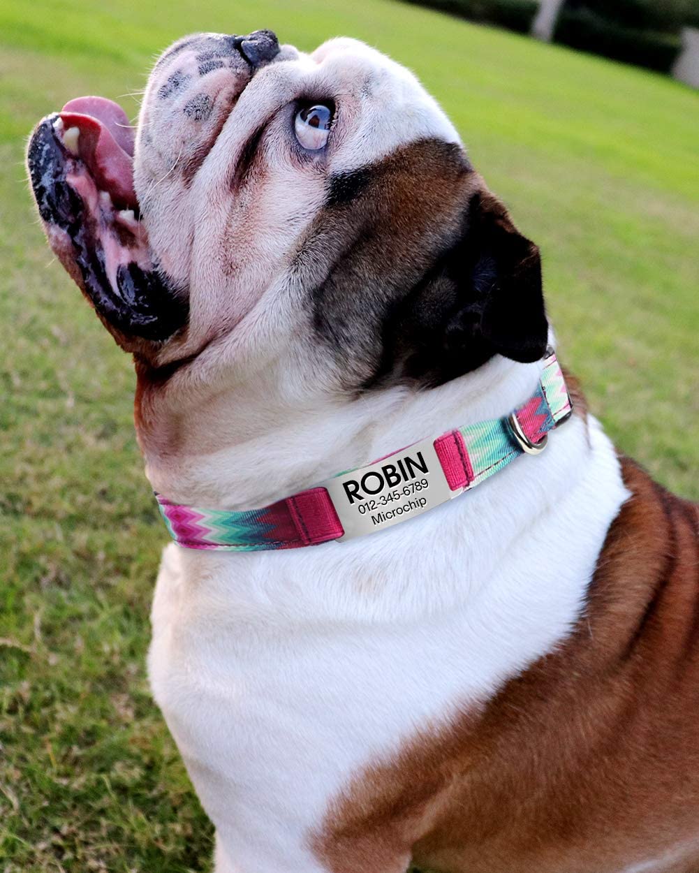  Vcalabashor Collar de Perro Personalizado, Placa de Acero Inoxidable grabada con Nombre y Número de Teléfono del Perro,Púrpura Medio 