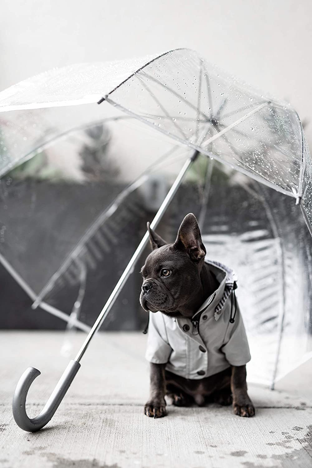  Chubasquero con cremallera para perro con botones reflectantes, bolsillos, resistente a la lluvia/agua, cordón ajustable, capucha extraíble, XXS a XXL, varios colores 