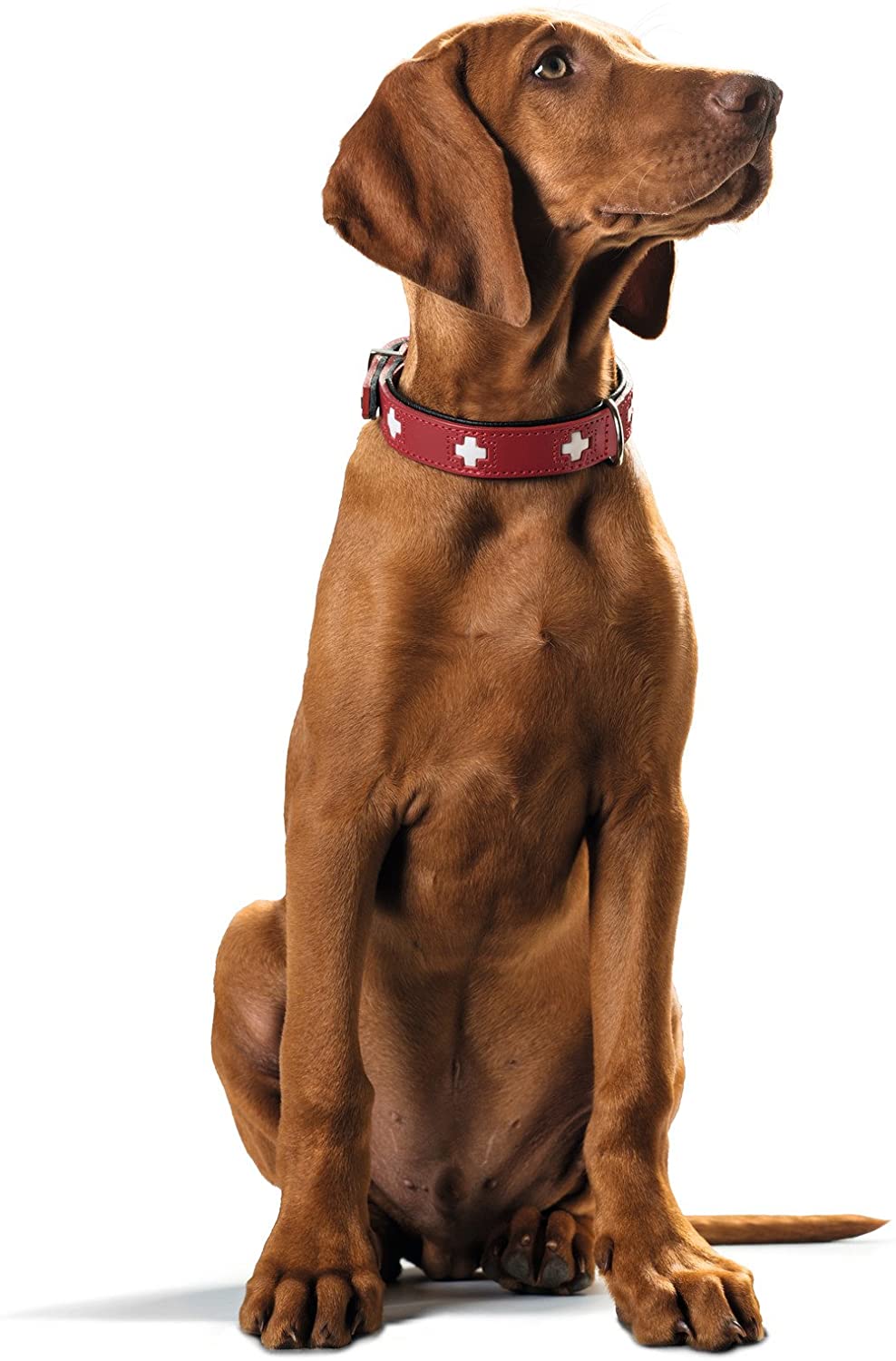  Collar de perro HUNTER Suiza, cuero, 42, rojo / negro 