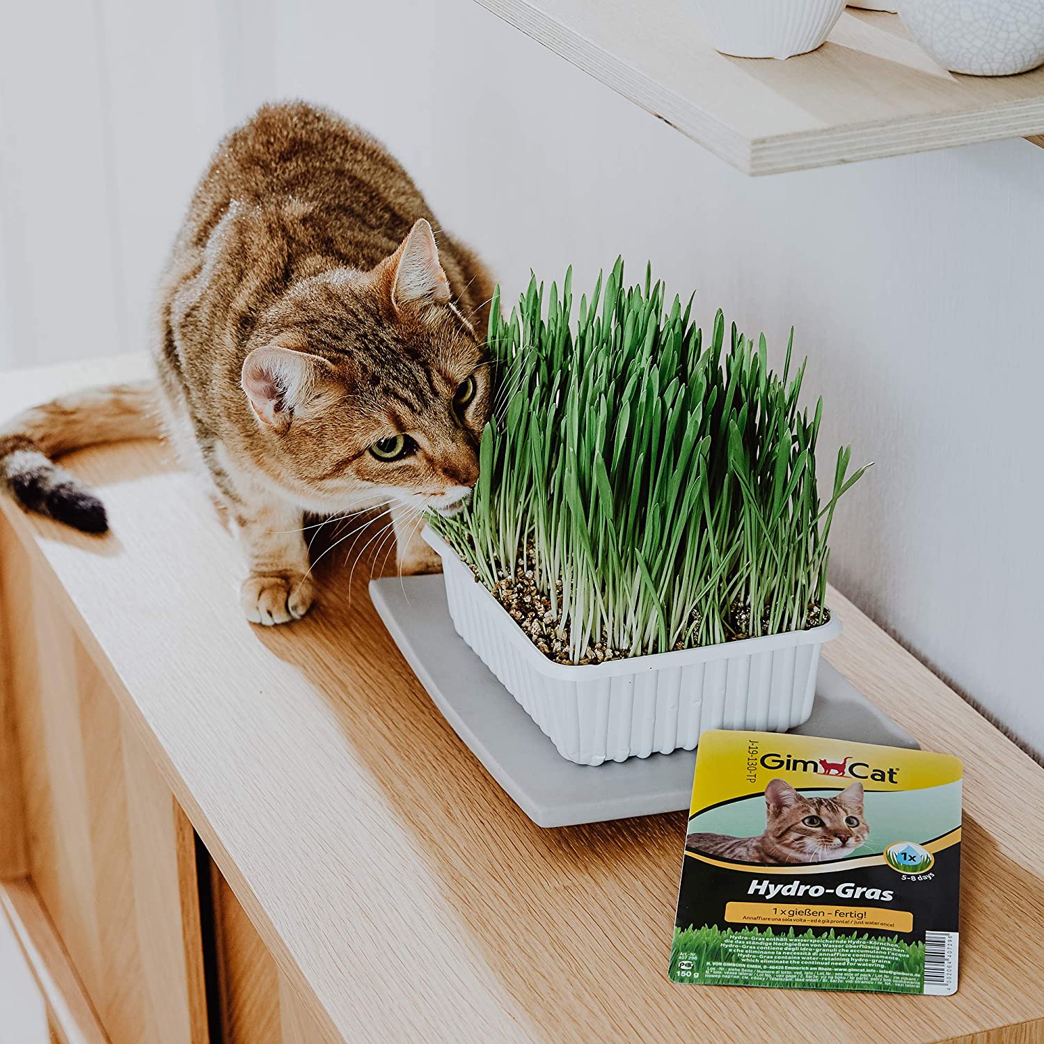  GimCat Hydro-Gras – Hierba para gatos de plantación controlada – De fácil cultivo en 5-8 días regando 1 sola vez – 1 bandeja (1 x 150 g) 