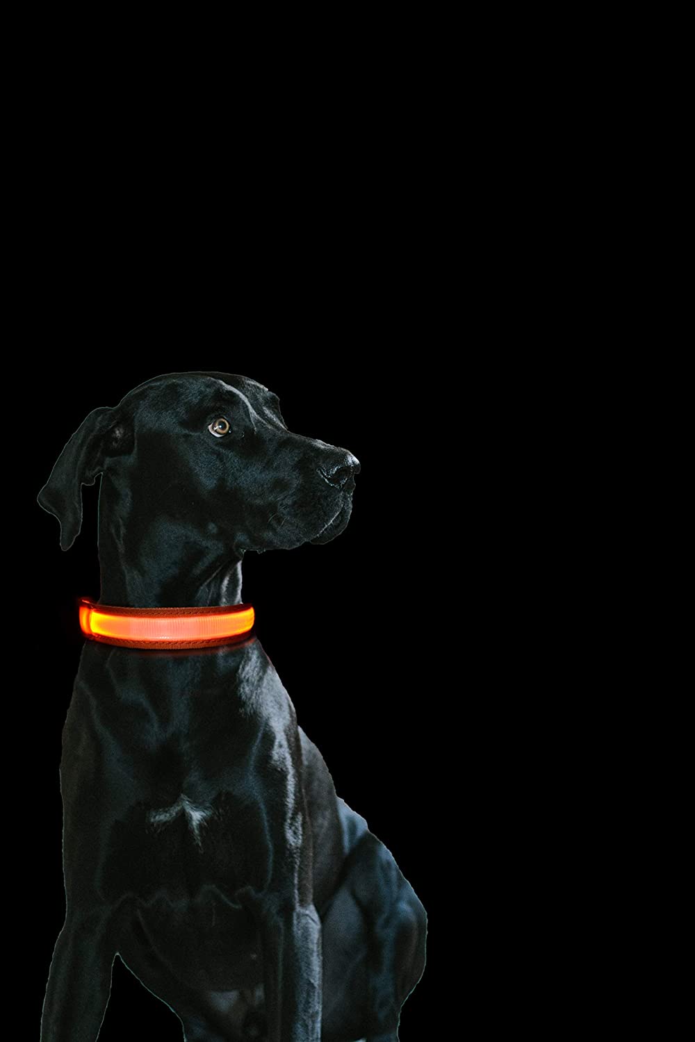  MASBRILL - Collar de perro con luz LED, recargable con CC, 100 % impermeable, intermitente, alta visibilidad, con correa reflectante 
