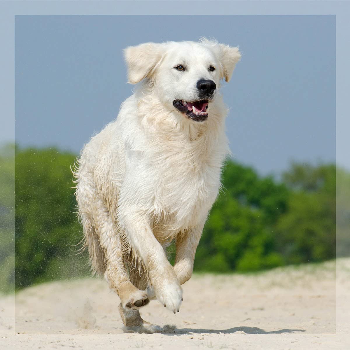  Mejillón de Labios Verdes de Nueva Zelanda para Perros y Gatos en Polvo (100gr.) | Condroprotector 100% Natural con Glucosamina | Indicado para Articulaciones y Movilidad en Perros y Gatos | GreenPet® 