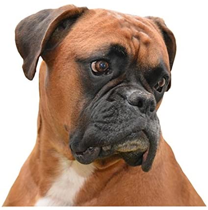  NUEVO Collar de perro boxer – Tamaño Grande – 40 cm a 50 cm/15,7 A 19,7 cm 