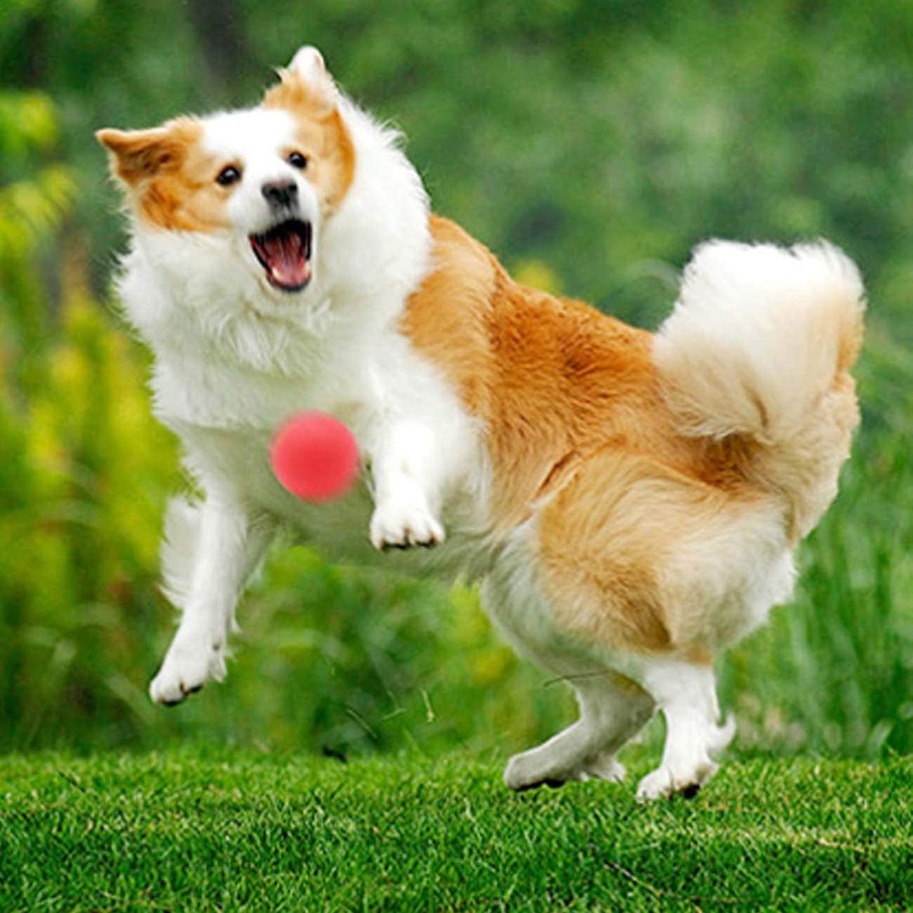  Pelota de juguete pelota de entrenamiento de mascotas caucho sólido bola elástica mordedura de perro resistente sólido juguete interactivo pelota que bota de goma para perros un grupo de tres 