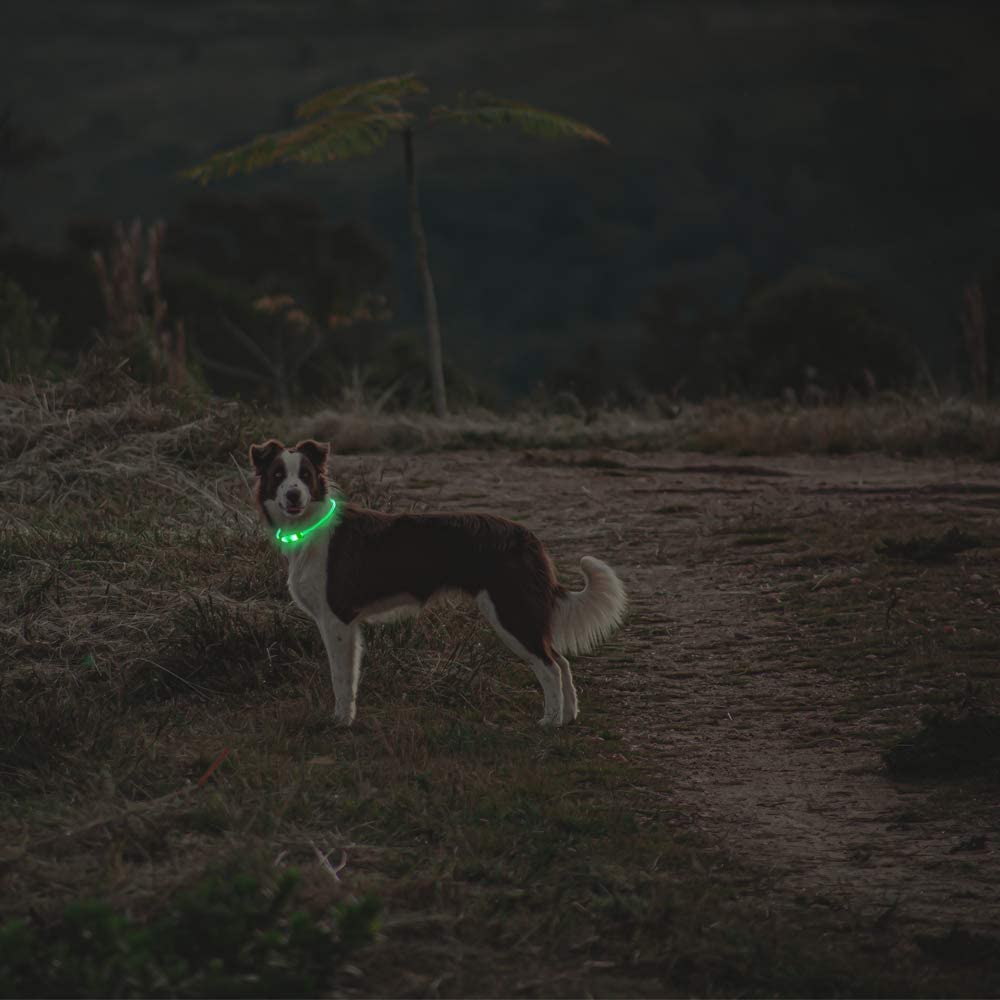  PetIsay Collar de Perro LED, USB Recargable Collar de Seguridad para Mascotas Impermeable hasta la Longitud de 70 cm (27.5in) Collar de Destello Ajustable (Verde) 