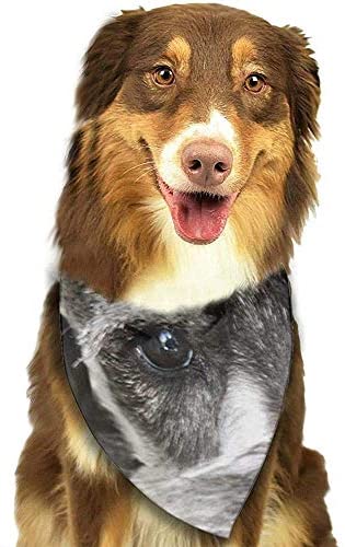  YAGEAD Pañuelo para Perros Puppy and Pet Bandanas, Dog Miniatura Schnauzer Puppy Puppies Harry Desk Pet Scarf 