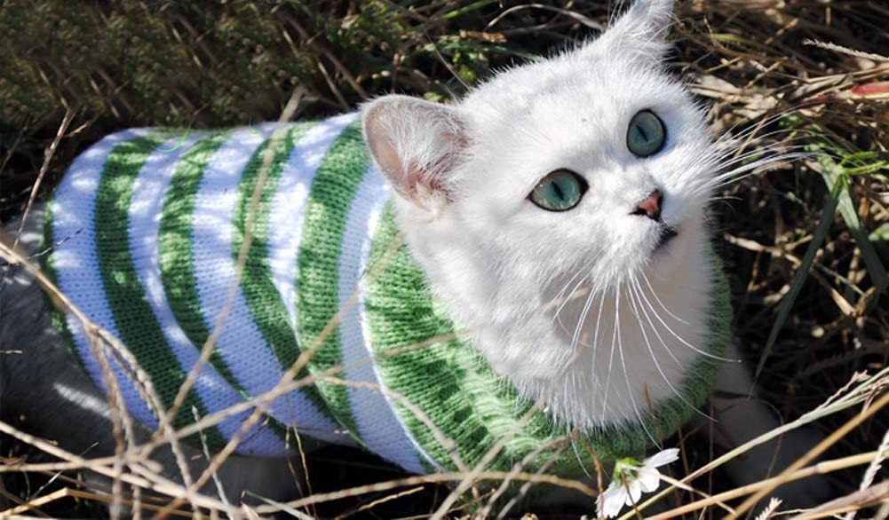  Yongqin - Suéter para Gato, Invierno para Mascota, Gato, Jersey elástico y cómodo para Gatos pequeños, Perros Chihuahua Pug 