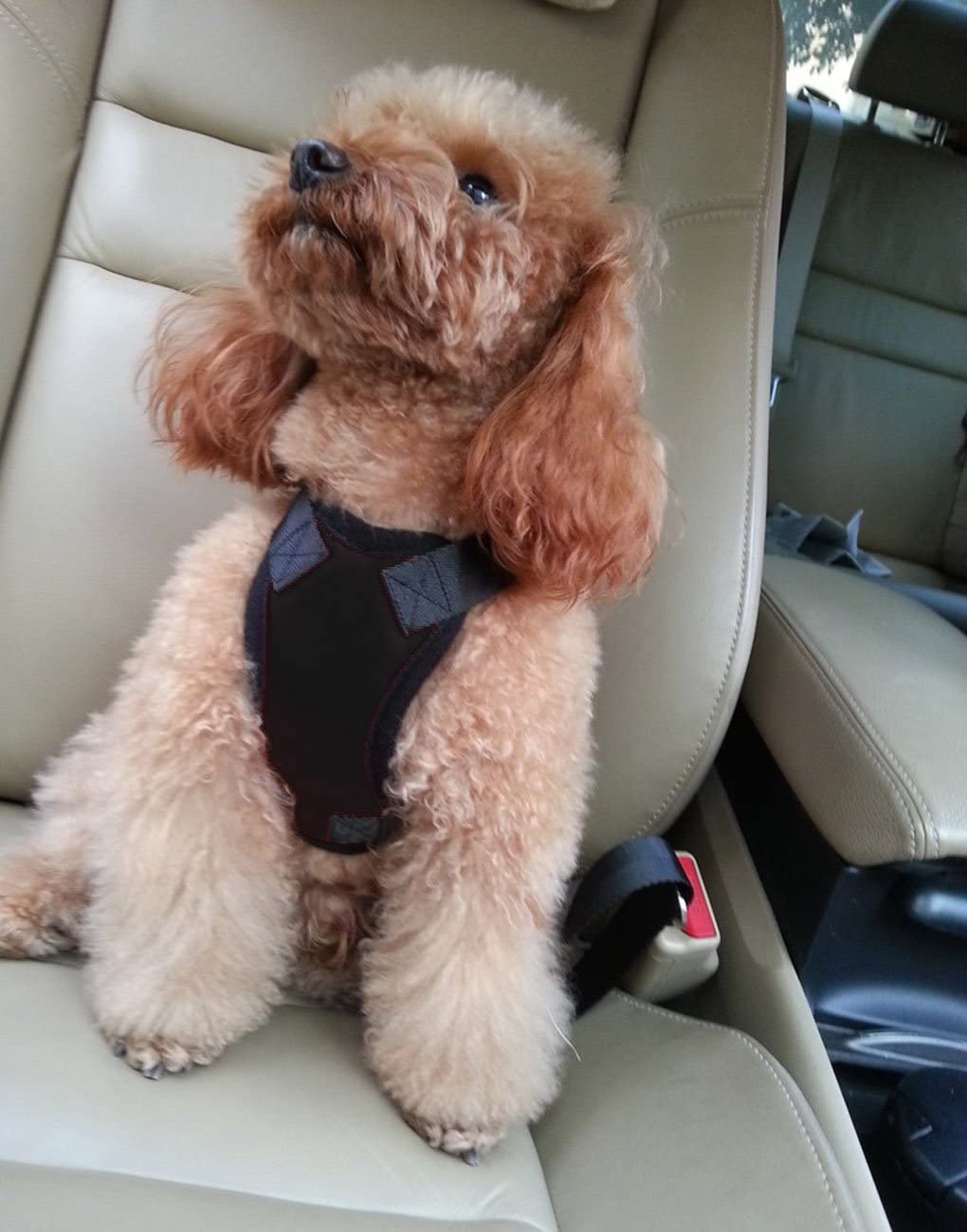  Arnés de seguridad para llevar mascotas en el coche, acolchado y ajustable, con anclaje al cinturón de seguridad, ideal para perros y gatos pequeños, medianos y grandes. 