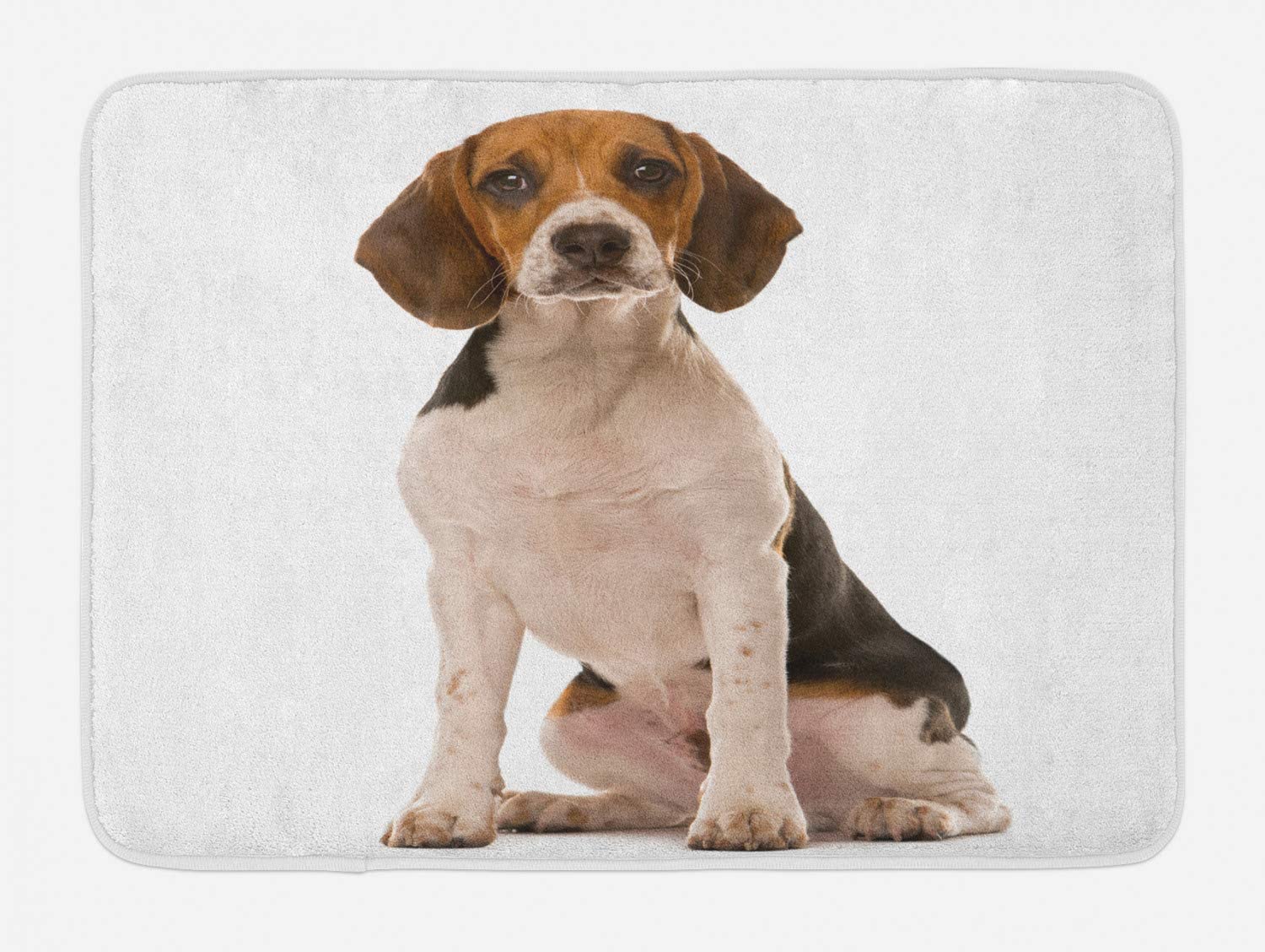  Colchoneta de baño de Beagle, fotografía de estudio para perros de raza pura Amante de los perros Foto de animal amigable, alfombrilla de baño de felpa con soporte antideslizante, Taupe cálido con car 