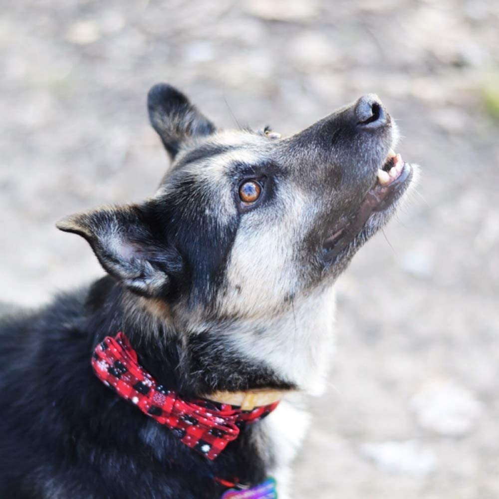  CZZJH Collar para Perro Collar para Mascotas Accesorios para Perros Moda Pajarita para Perros 