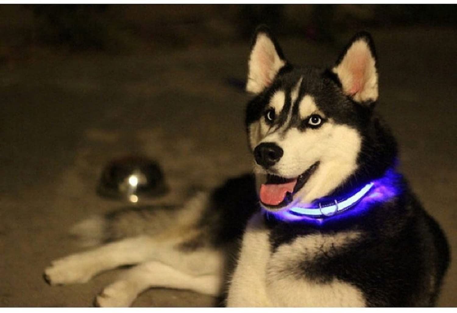  Ducomi® Collar para perro con luz LED ajustable multicolor Size: L 