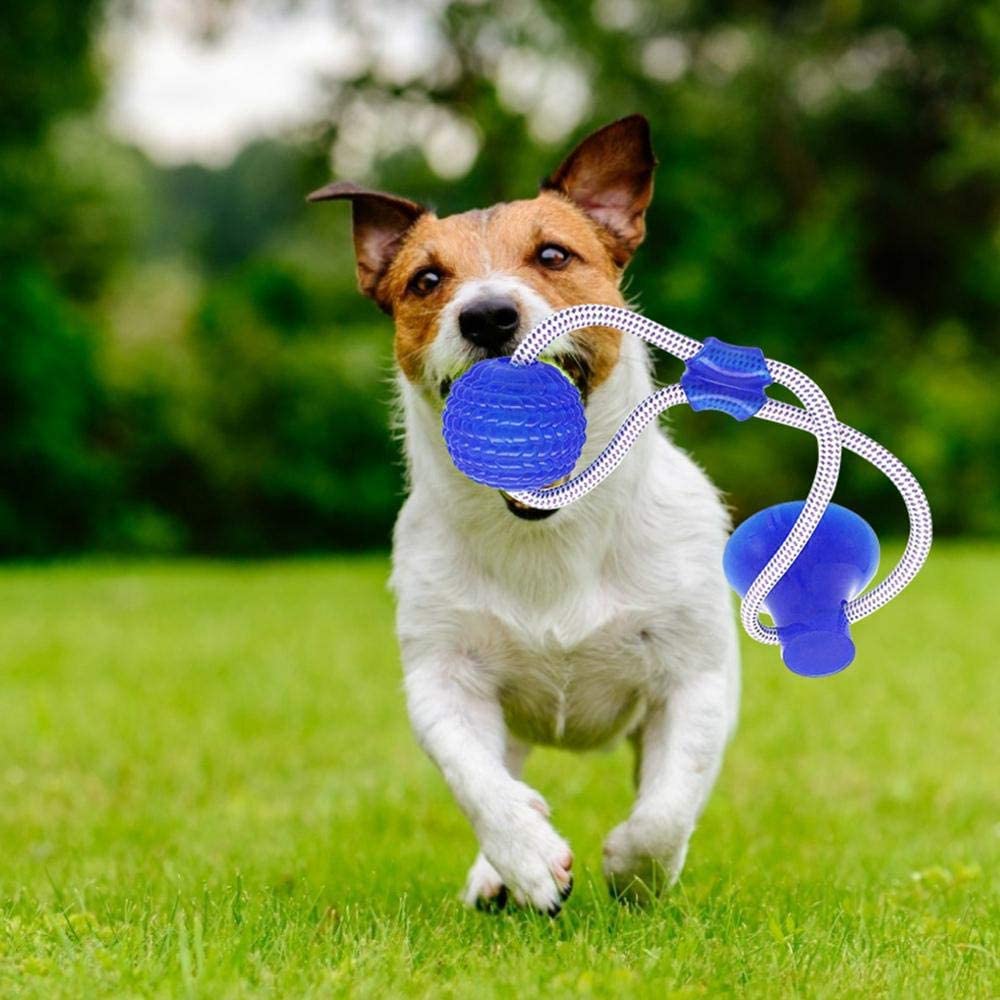  Juguete de mordida para Mascotas multifunción, Juguete de Cuerda para Tirar, Resistente, Juguete con Ventosa, Tugging, Tirar, Masticar, Jugar para Perros(2 Pezzi) 