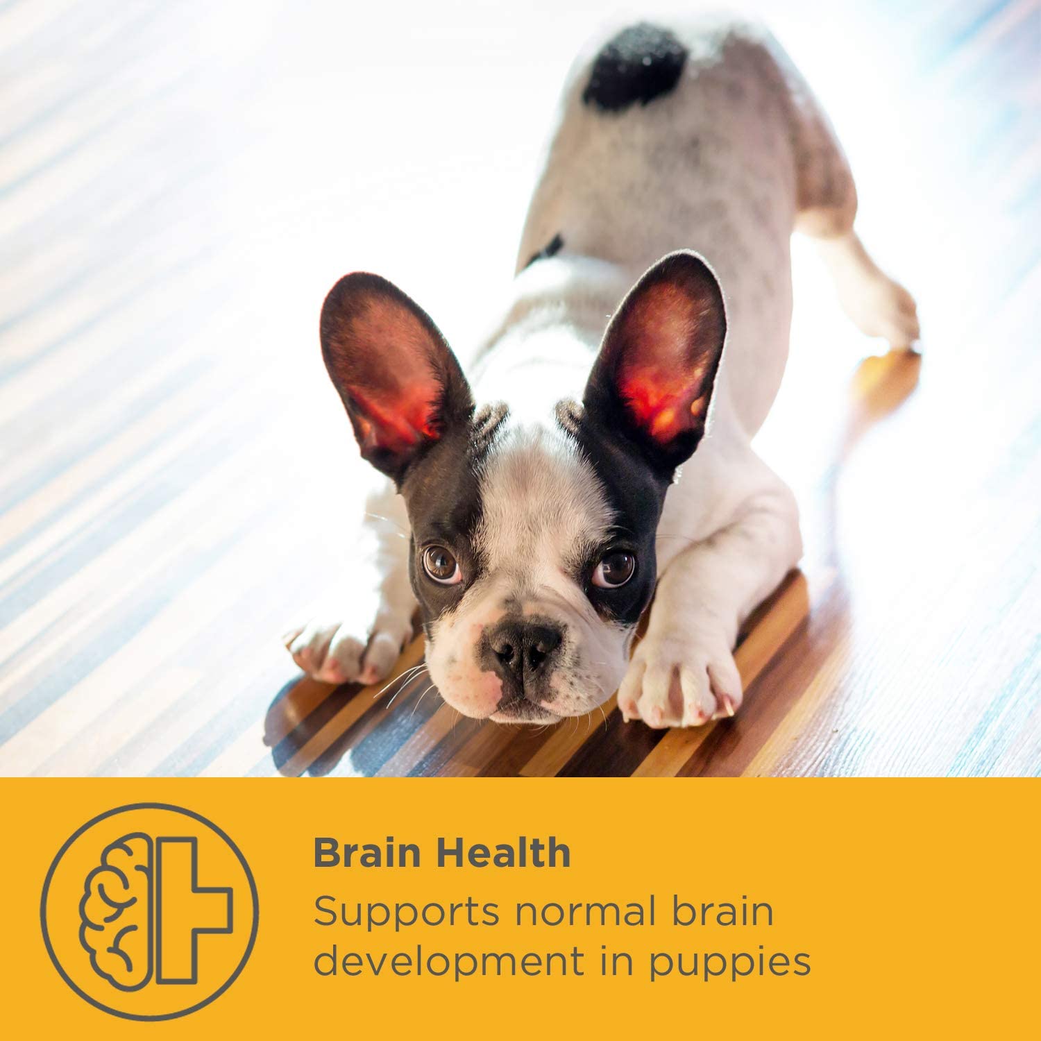  maxxidog - Suplemento Cachorros maxxipuppy para Cerebro y Huesos - Le Da a Tu Cachorro el Mejor Comienzo en la Vida - Perros Jóvenes - Ayuda en el Desarrollo en Etapas Tempranas - En Polvo 180g 