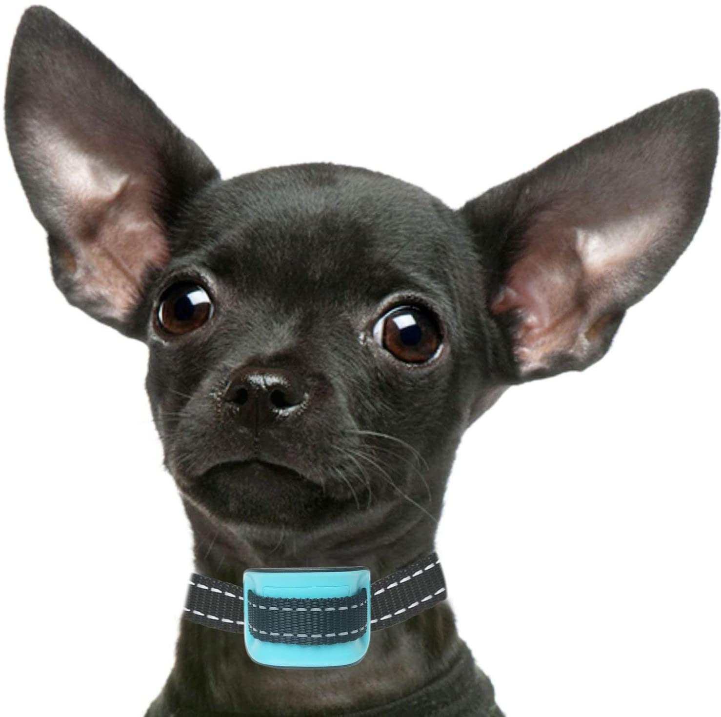  Petsol - Collar antiladridos para Perros pequeños, Color Azul, Entrenar a Perros pequeños y Cachorros, sin Golpes, con 6 Meses de garantía y baterías adicionales Incluidas 
