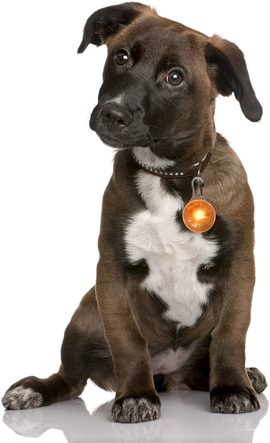  PRECORN Pendiente luminoso LED en naranja para perros, gatas, arnés para perros Collar Luminoso 