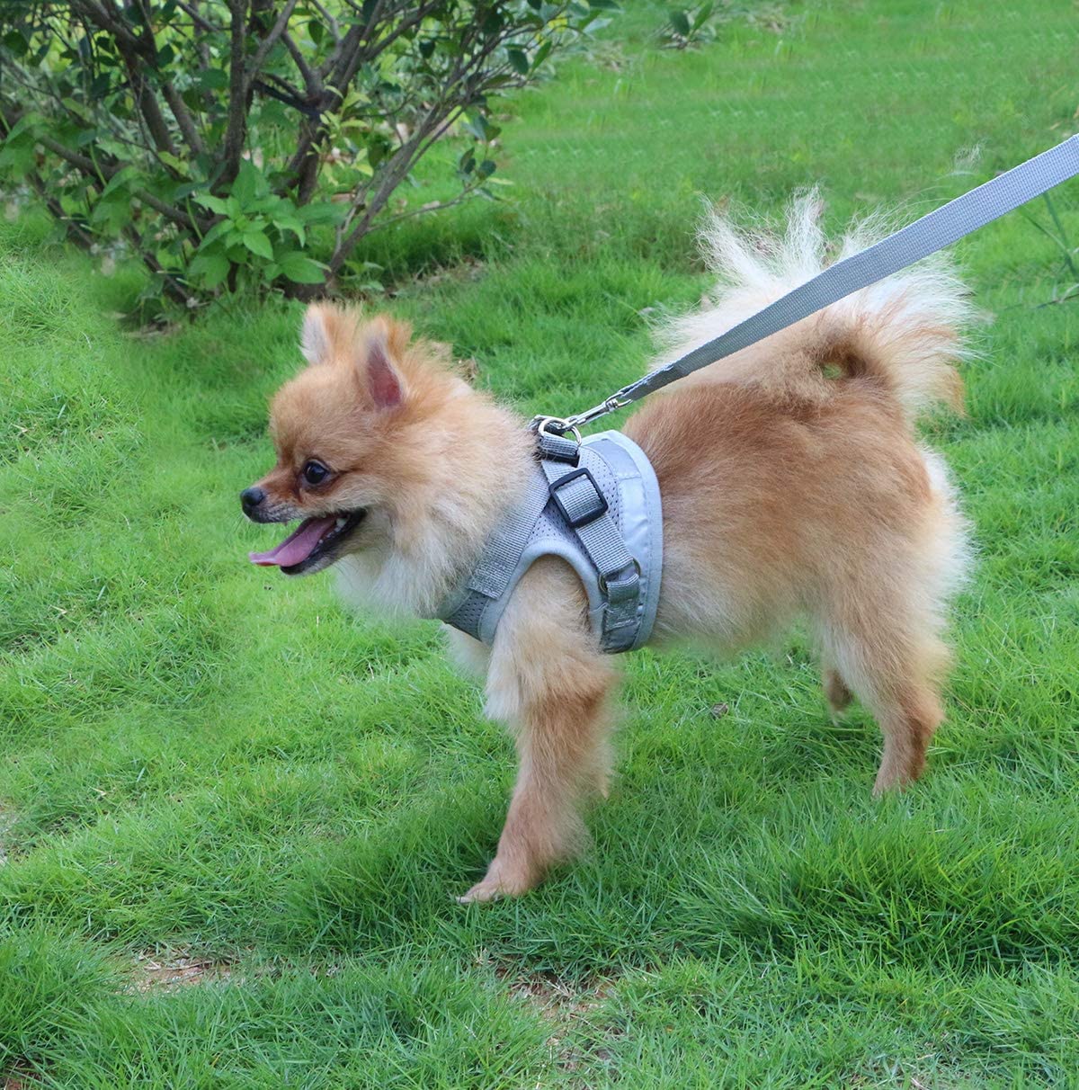  QiCheng&LYS Chaleco de Viaje Regular de Malla Transpirable con Cinturón de Seguridad para Perros y Gatos Chaleco de Seguridad para Mascotas (Gris, M) 