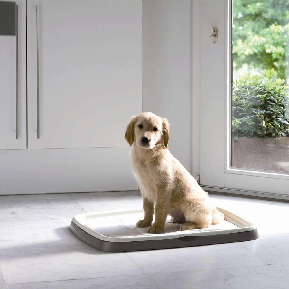  Savic Puppy Trainer - Kit de bandeja para perros, Gris (Warm Grey), Talla L 