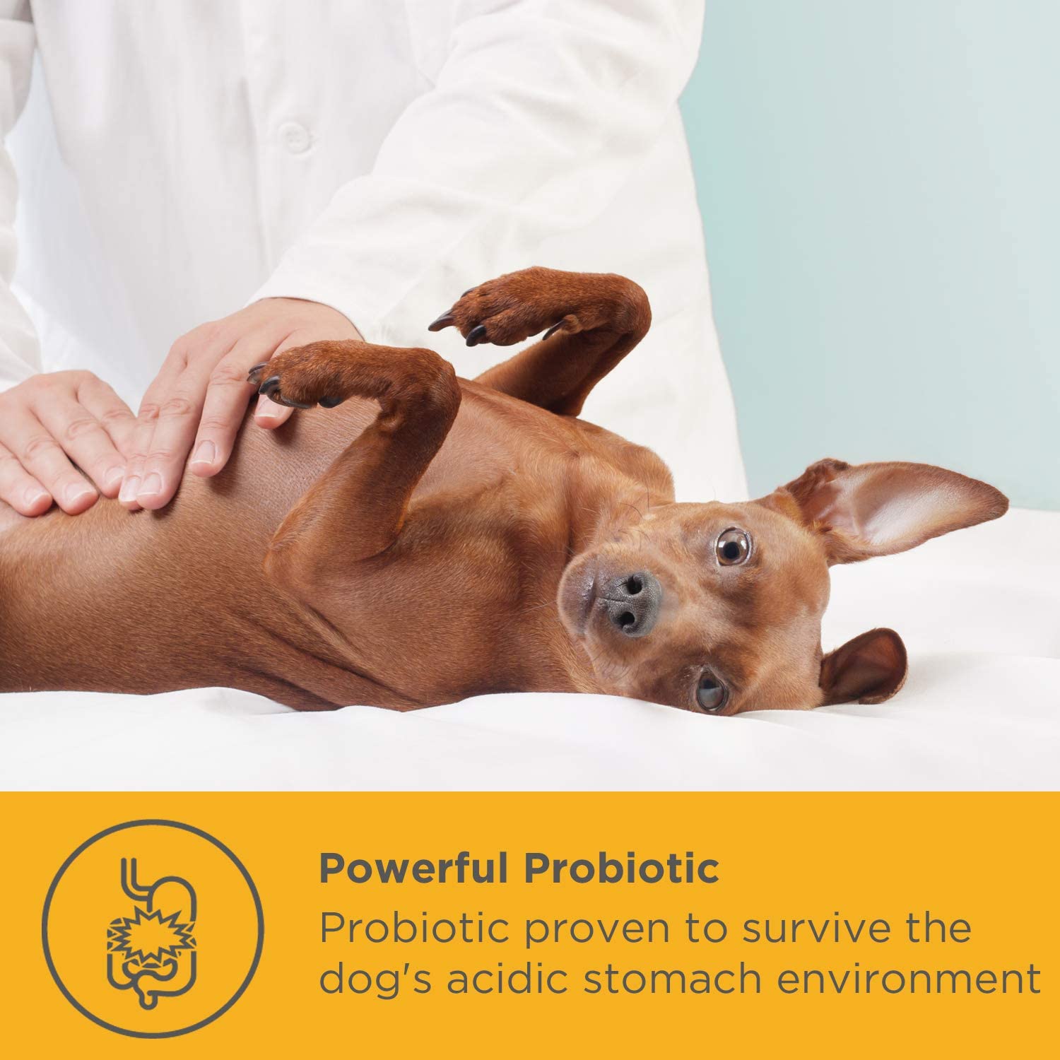  Sistema Digestivo e Inmunológico - Enzimas Digestivas para Mascotas - Caninos Probióticos y Prebióticos - Polvos 375g y 200 g (375g) 
