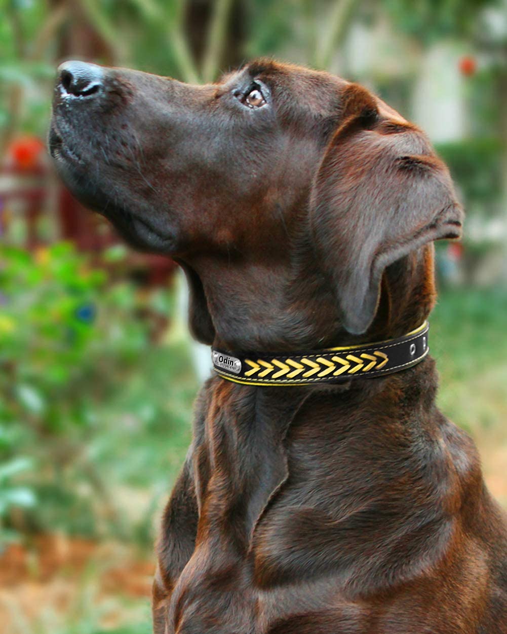  Vcalabashor Nombre Vcalabashor personalizado collar de perro de piel / cuero trenzado genuino plateado collares de perro 23.5-30cm Amarillo / Negro 