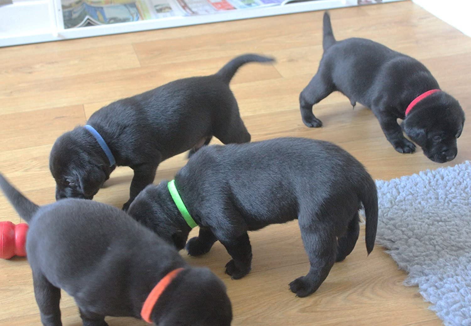  Zelro - Collar de identificación para cachorros de 15 colores, bandas de identificación de algodón ajustables de doble cara para mascotas, cachorros, gatitos, conejos, cerdos y otros animales pequeños 
