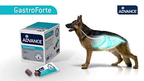 Advance Gastroforte - Suplemento Nutricional para Perros, Caja De 50 Sobres Con 2 Patículas (500g)
