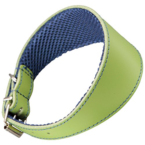 Arppe 195376045124 Collar Galgo Cuero Forro 3D Amazone, Verde y Azul