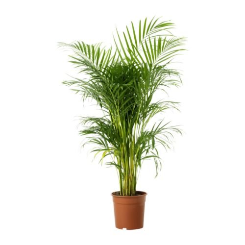 IKEA Chrysalidocarpus LUTESCENS - Planta en maceta, Areca palma - 24 cm