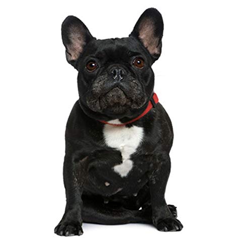 MAOBANG Collar Collar de Nylon para Perros Collar para Perros Ajustable para Mascotas pequeñas Medianas Gatos Rojo, Rojo, L