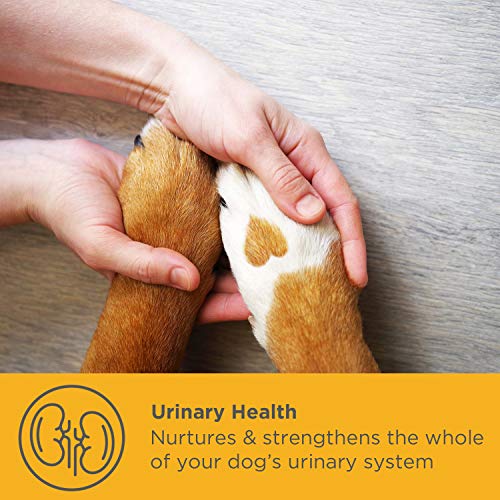 maxxidog - Suplemento Urinario y Vesical para Perros maxxiUtract - Ayuda a la Salud del Sistema Urinario, al Control de la Vejiga y la Recurrencia de ITU - con Árándanos – En Polvo 150 g