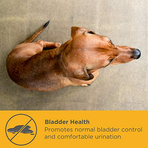 maxxidog - Suplemento Urinario y Vesical para Perros maxxiUtract - Ayuda a la Salud del Sistema Urinario, al Control de la Vejiga y la Recurrencia de ITU - con Árándanos – En Polvo 150 g