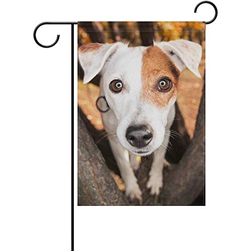 Not Applicable Parsons Jack Russell Terrier Dog Home Garden Yard Flag - Bandera Decorativa Exterior de Doble Cara 12.5x18 Pulgadas