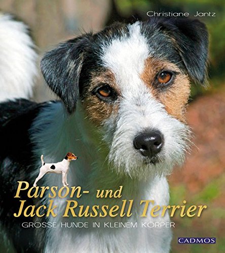 Parson- und Jack Russel Terrier: Große Hunde im kleinen Körper